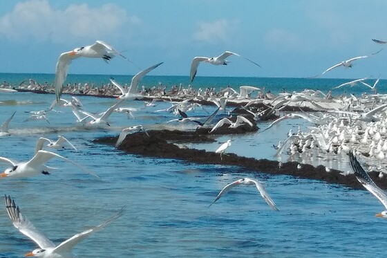 Dolphin, Birding and Shelling Tour