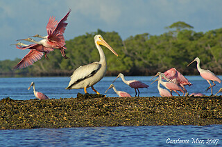 Private Photography and Birding Safari