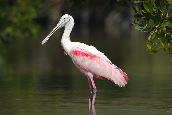 Dolphin, Birding and Shelling Tour